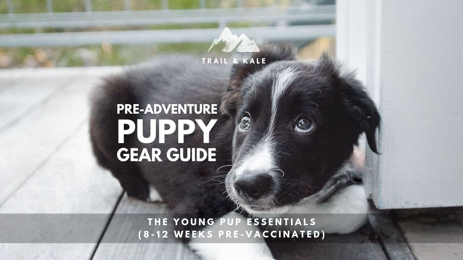 best puppy gear