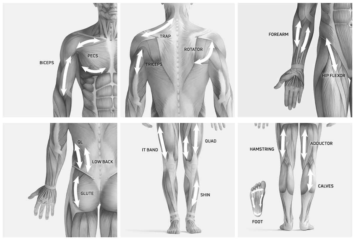 Muscle Group Chart