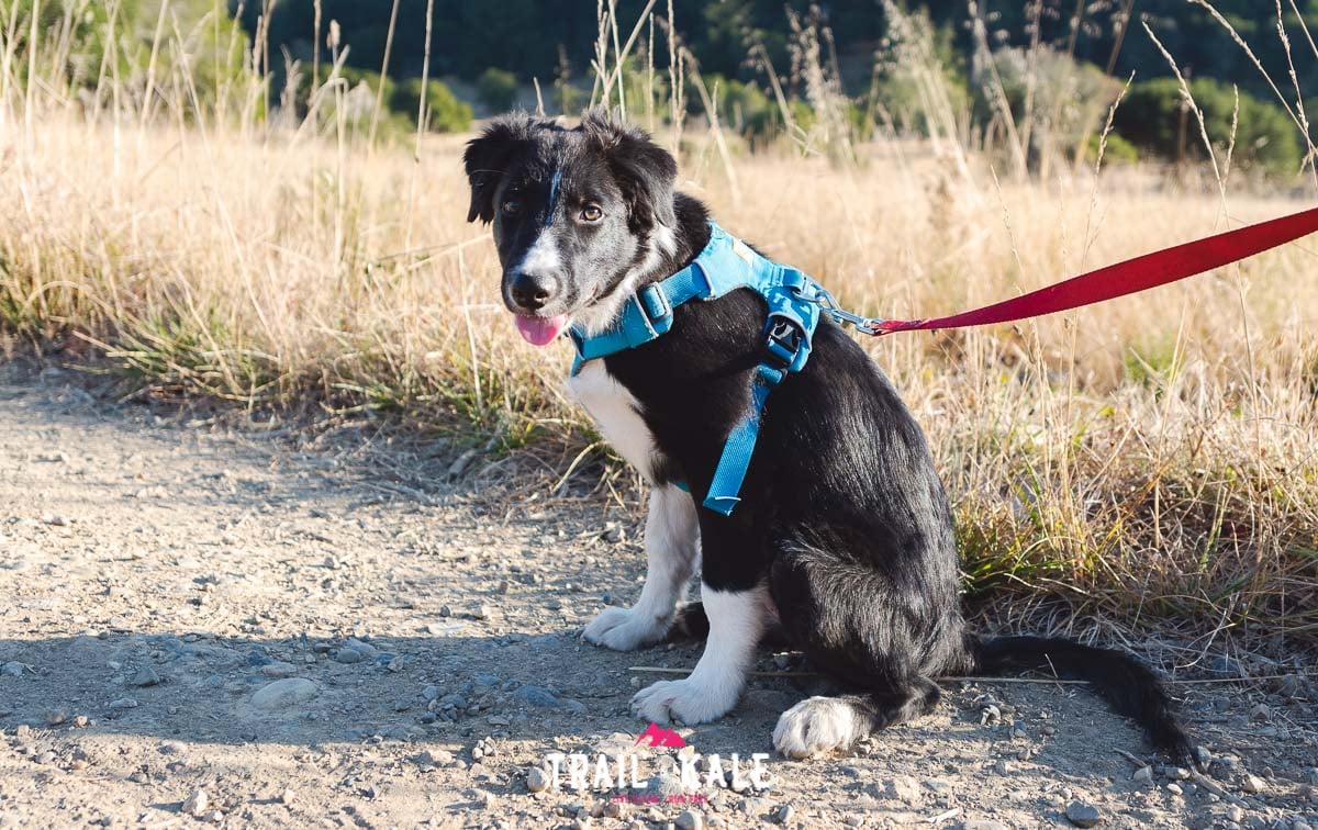 Ruffwear Front Range Harness review trail running trail and kale wm 7