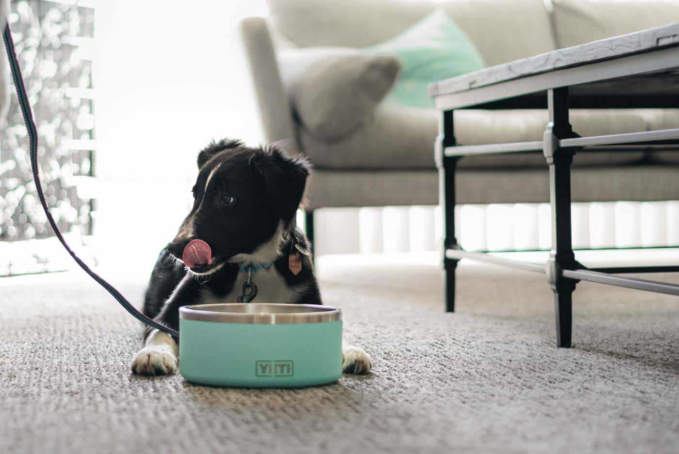 YETI Dog Bowl Stand & Personalized YETI Boomer Dog Bowl (Optional