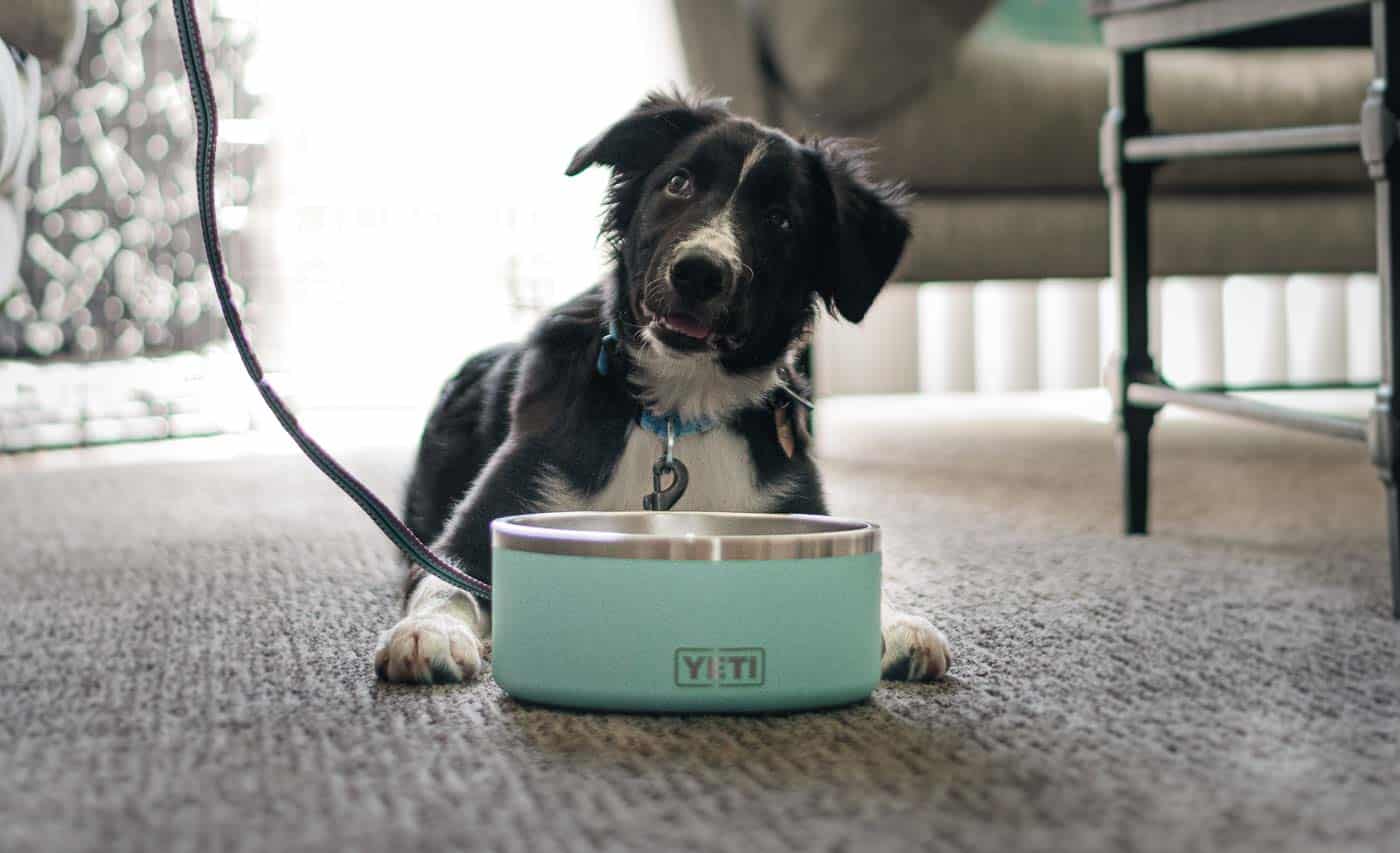 https://www.trailandkale.com/wp-content/uploads/2019/11/YETI-Boomer-Dog-Bowl-Review-trail-dogs-trail-and-kale-lrg-1.jpg