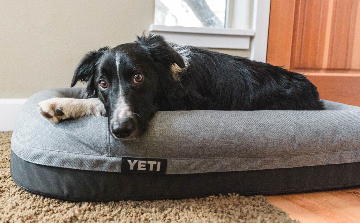 YETI Dog bed review trail and kale IG 1 Featured