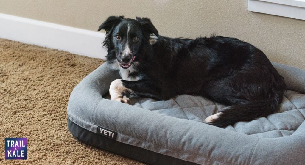 Are the YETI Dog Bowls and Beds Worth It?