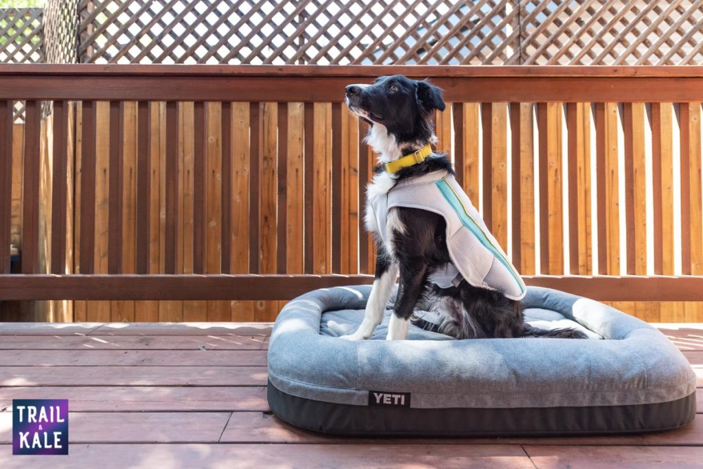 Ruffwear Cooling Vest Review - Dog Cooling Vest - trail and kale web wm 7