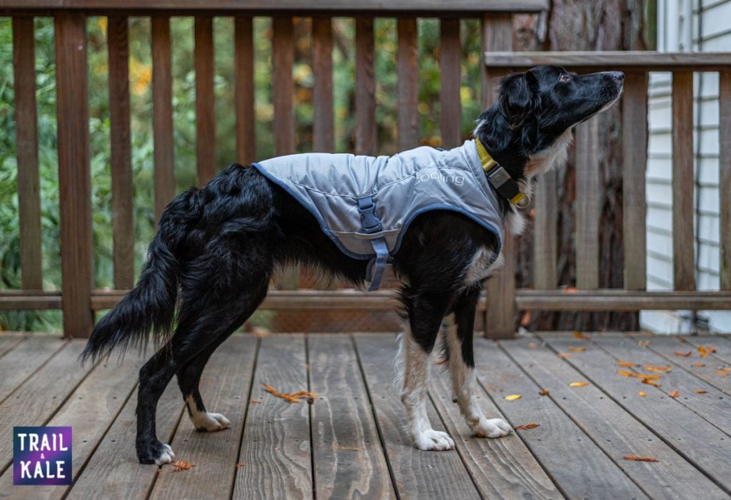 Kurgo Cooling Vest Review 2022 [100% Adventure-Dog Tested!]