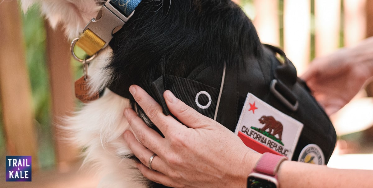 Kurgo Townie Harness Review Smart Modular Dog Gear