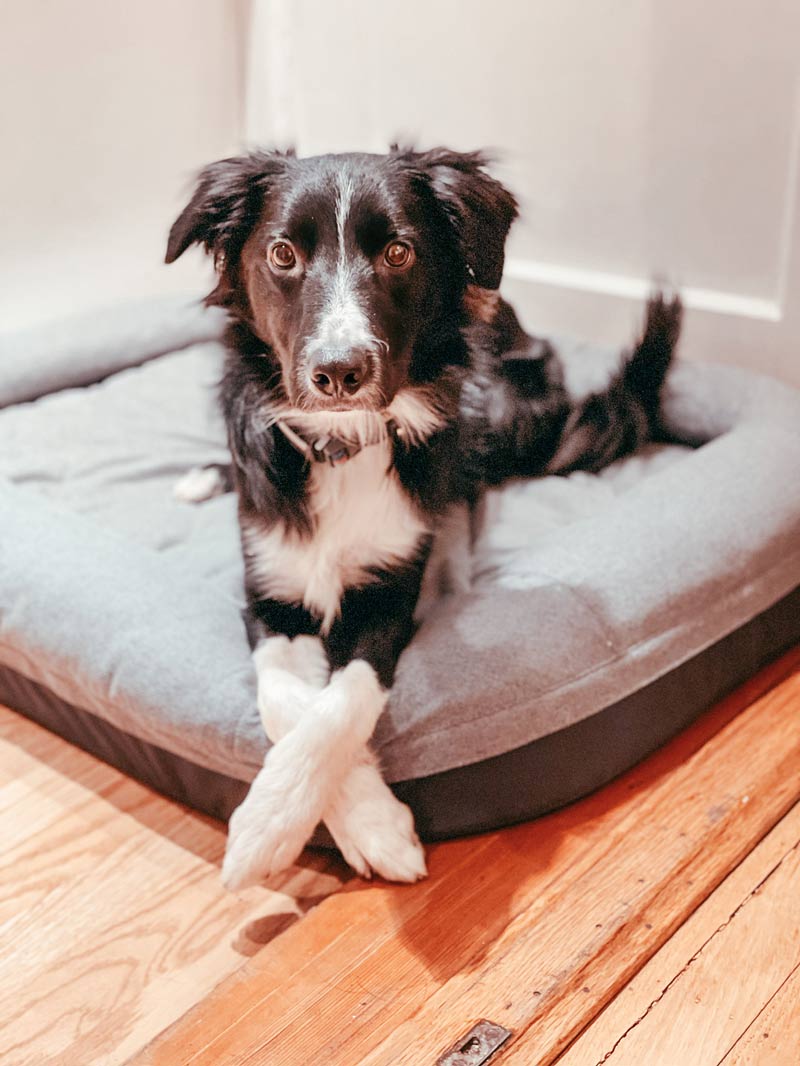 Kepler on his YETI Dog Bed how to calm your dog down after exercise