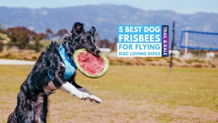 Best Dog Frisbees Border Collie Flying Disc trail and kale