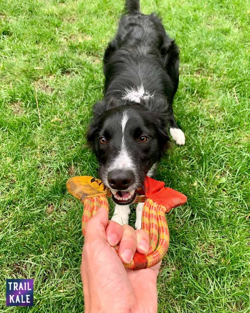 Best Dog Frisbees Border Collie Flying Disc trail and kale web wm 1