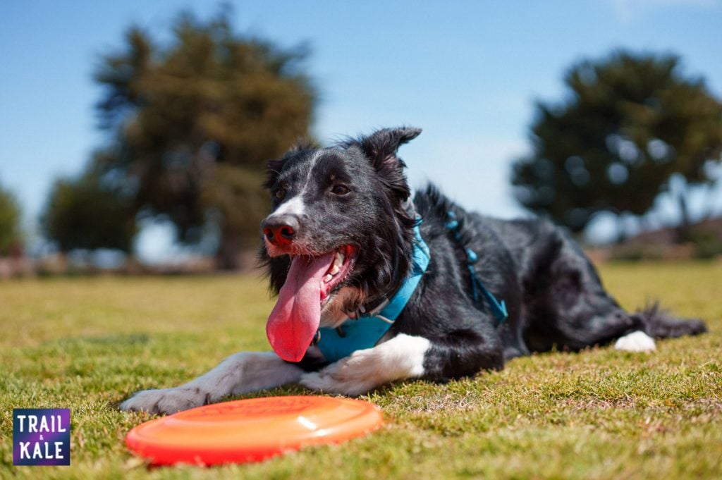 Best color frisbee for dogs 2025