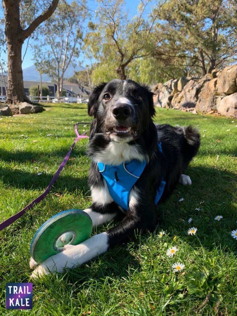 4 Best Dog Frisbee Discs For Fetch (24+ Tested & Reviewed) - Dog Lab