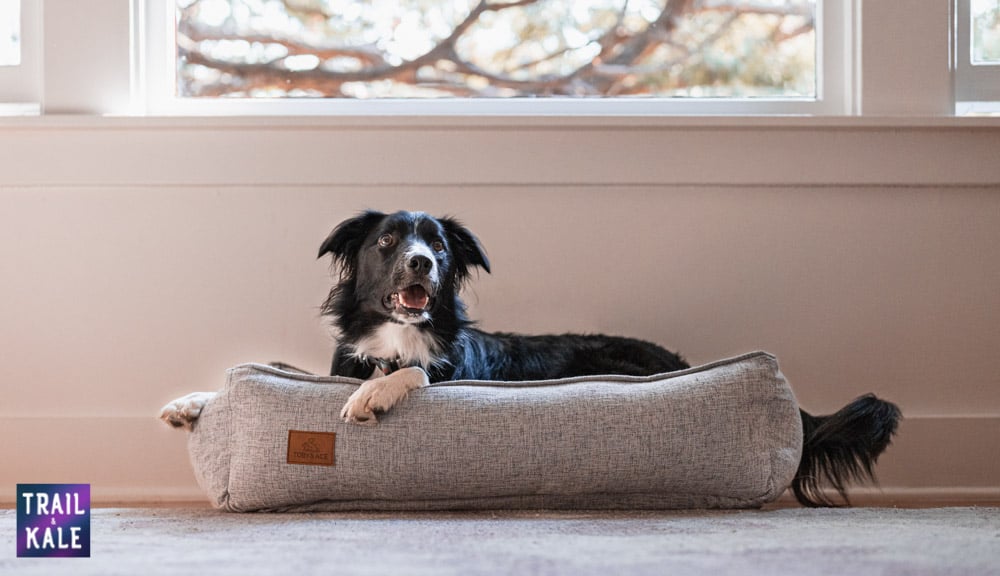 Toby and Ace Buddy Dog Bed Review Trail and Kale web wm 1 2