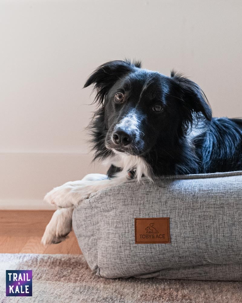 Toby and Ace Buddy Dog Bed Review Trail and Kale web wm 16