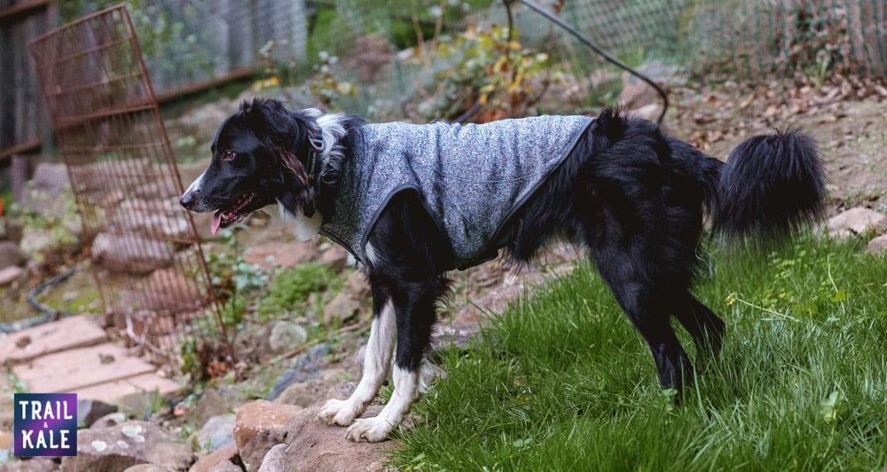 Kurgo Review - Kurgo K9 Dog Sweater - Trail and Kale