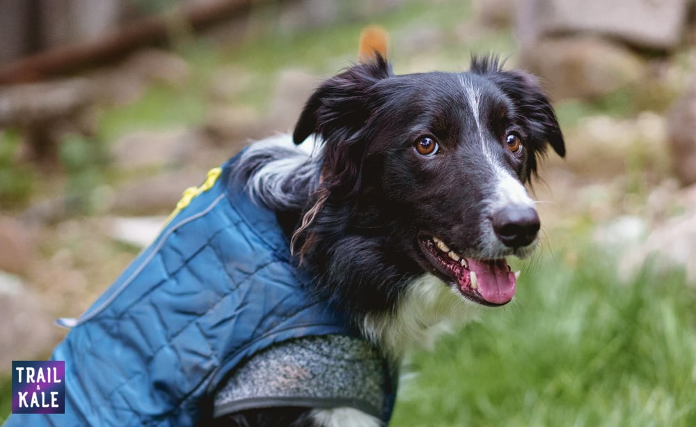 Kurgo Loft Dog Jacket Review Trail and Kale web wm 3