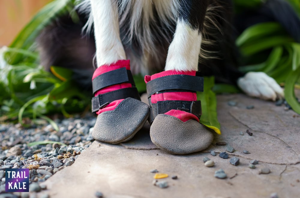 Best dog boots buyers guide Trail and Kale web wm 3