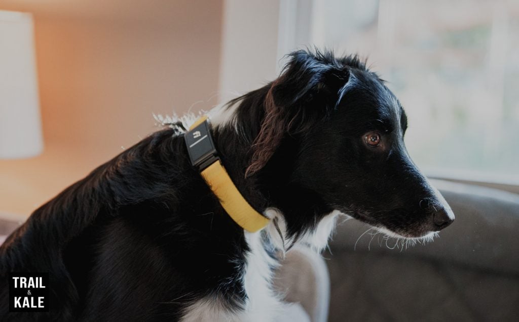Fi Dog Collar Review Series 3 by Trail and Kale 8