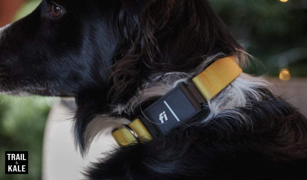 Fi dog collar review NEW Series 3 by Trail and Kale 6