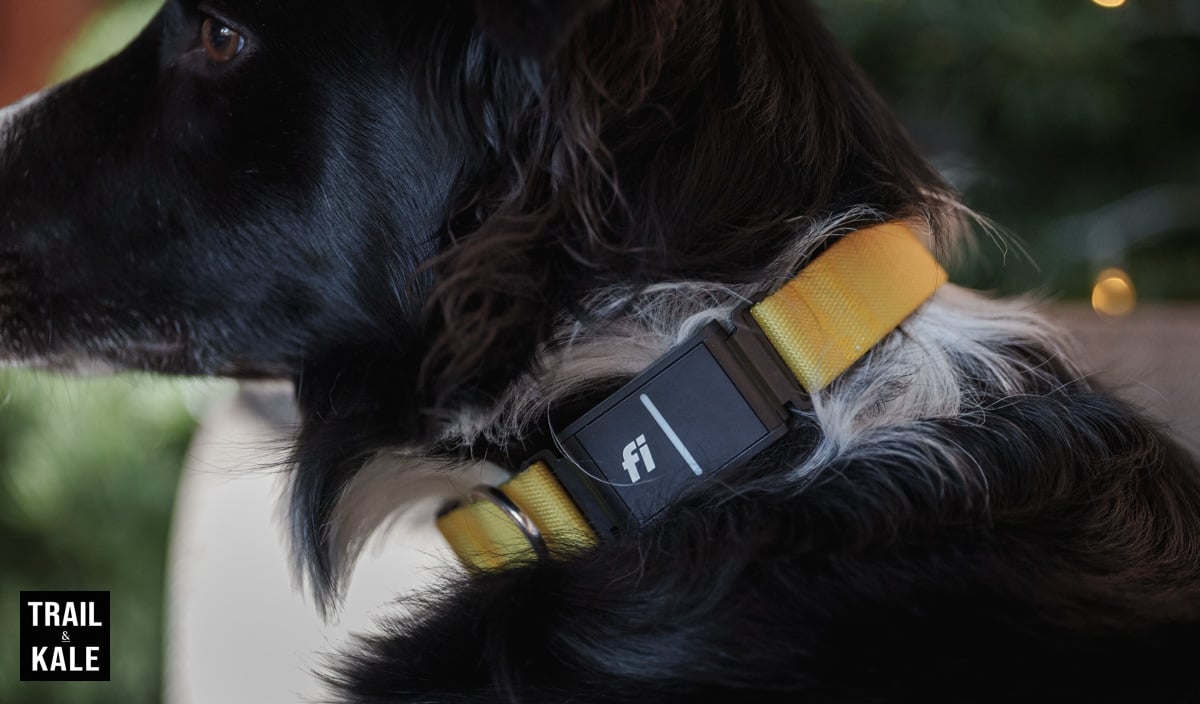 Fi Dog Collar Review Still The Best GPS Dog Collar