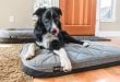 YETI Dog Bed Review - Is the Trailhead Bed Worth it?