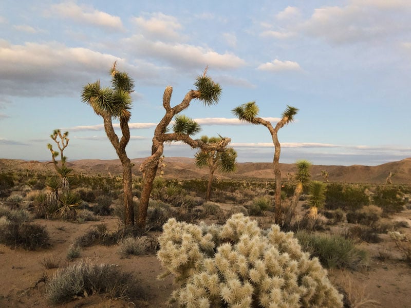 trees joshua tree national park usa