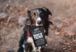 Front of the Pack Review: Can 'The One' Help Your Dog, too?