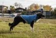 Kurgo Jacket Review: The Loft Puffy Insulated Dog Coat