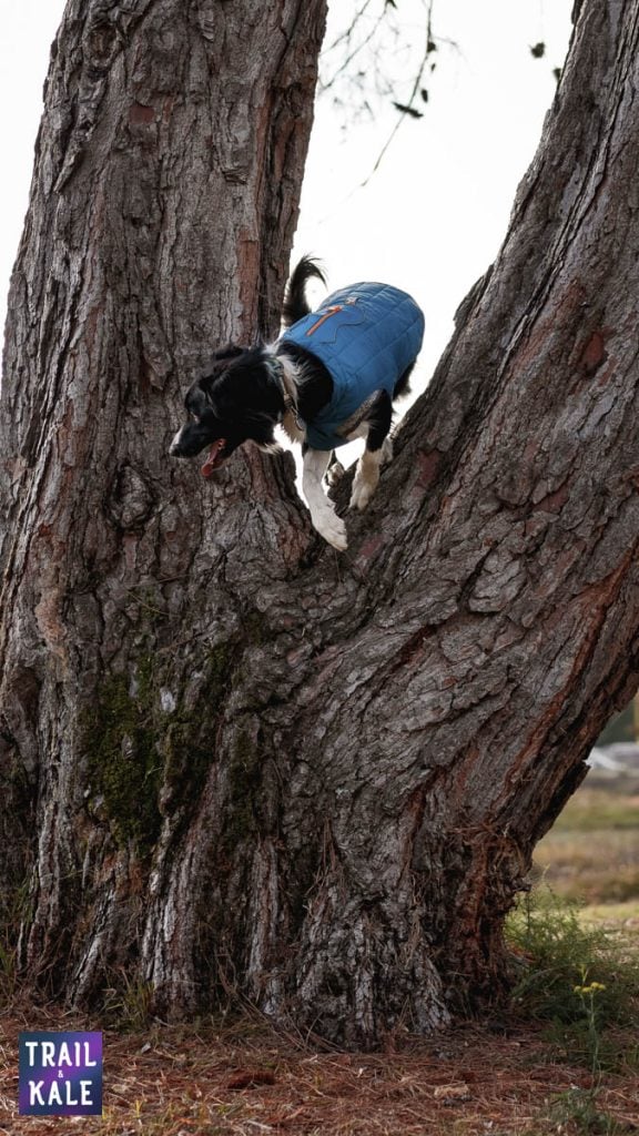 Kurgo Loft Jacket Kepler in the park Trail and Kale web wm 3