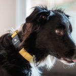 Fi Dog Collar Review Series 3 by Trail and Kale 1