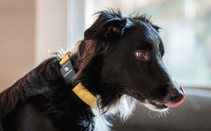 Fi Dog Collar Review Series 3 by Trail and Kale 1
