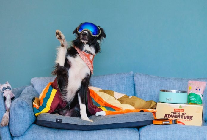The Best Gifts For Dogs That Love Adventure Trail & Kale Recommends