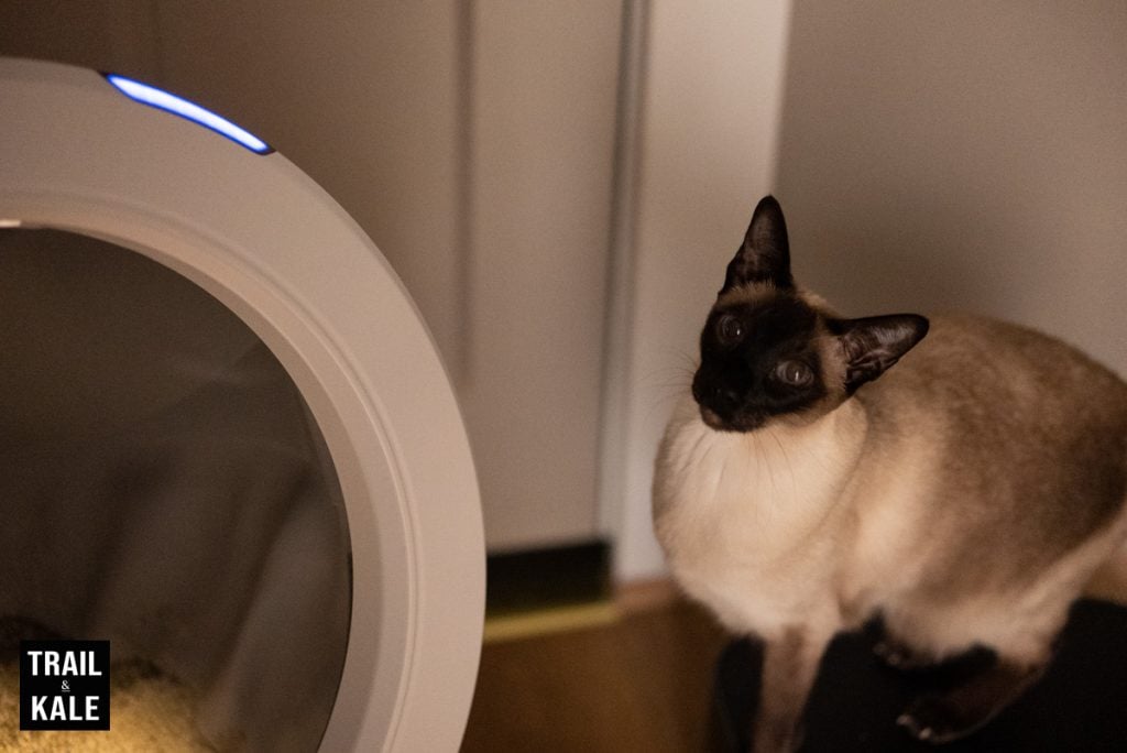 Whisker Litter Robot 4 review night time 8